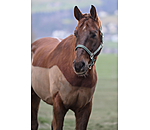 Halfter Twinkle