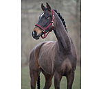 Halfter Twinkle