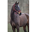 Halfter Twinkle