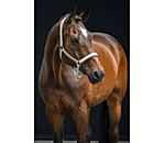 Halfter Signature III