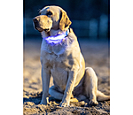 LED-Hundehalsband Loom