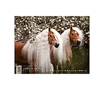 Haflinger Kalender 2026