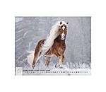 Haflinger Kalender 2026