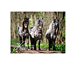 Pony Kalender 2026