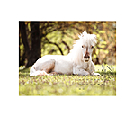 Pony Kalender 2026