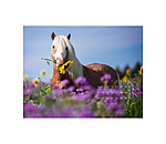 Pony Kalender 2026