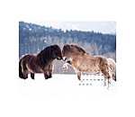 Pony Kalender 2026