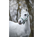 Fohlen- und Shettyhalfter Twinkle