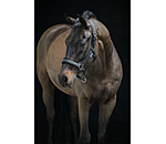 Halfter Velvet Twinkle