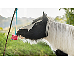 Lolly-Leckstein Wassermelone