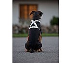 Reflex Hundegeschirr