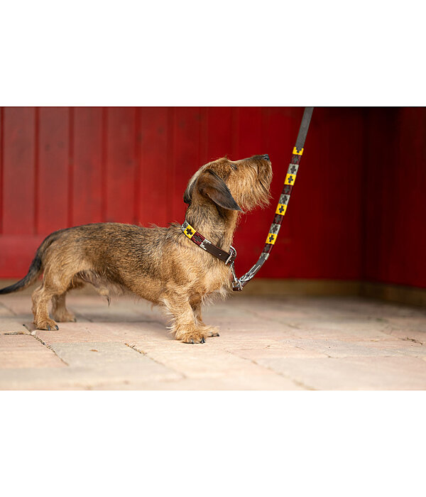 Set: Leder-Hundehalsband und -leine Polo Sports