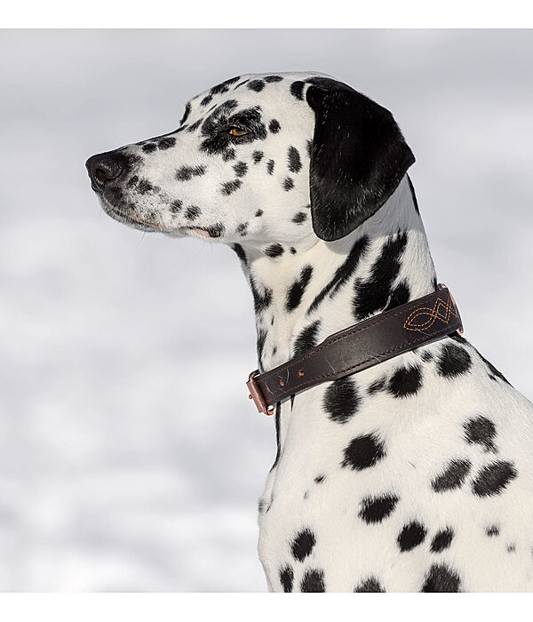 Leder-Hundehalsband Livorno