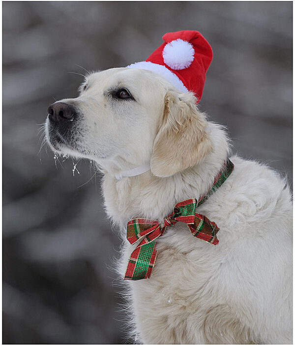 Weihnachtsmtze Santa fr Hunde