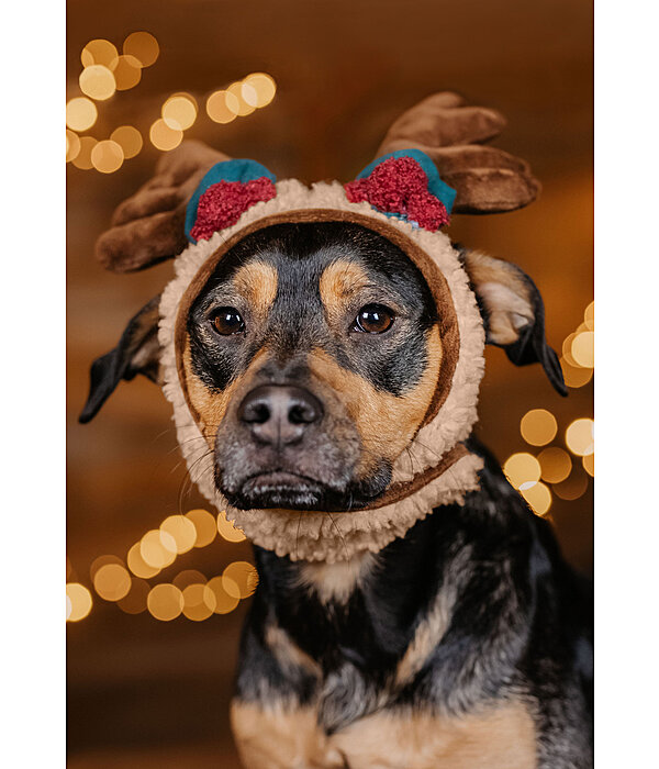 Weihnachtsgeweih Rudolph fr Hunde