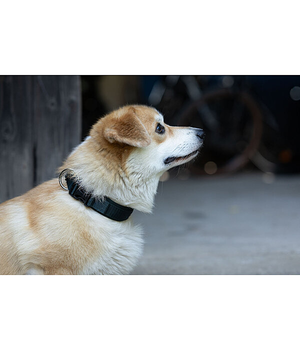 Hundehalsband Becks