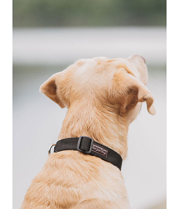 Hundehalsband Champ