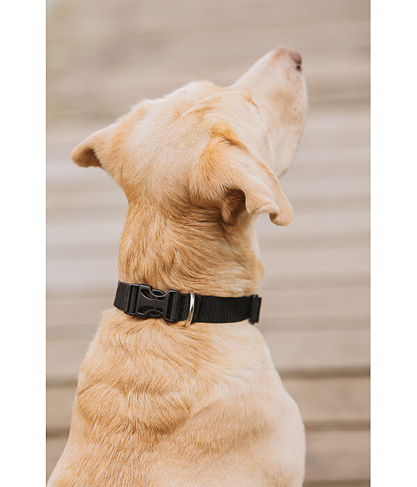 Hundehalsband Champ
