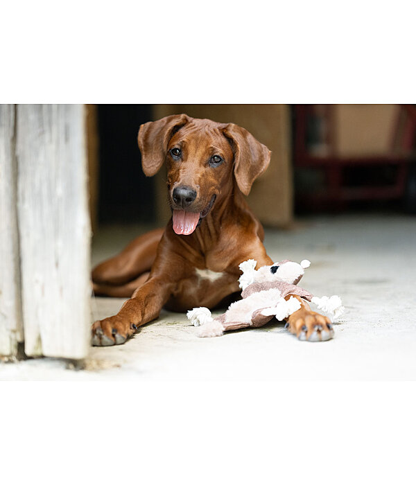 Hundespielzeug Eichh�rnchen