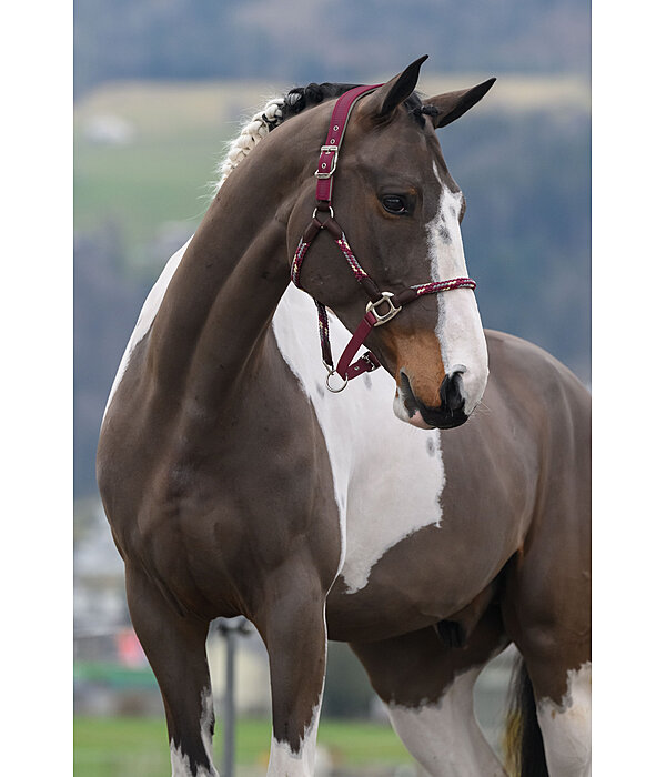 Anatomisches Halfter Sophistication