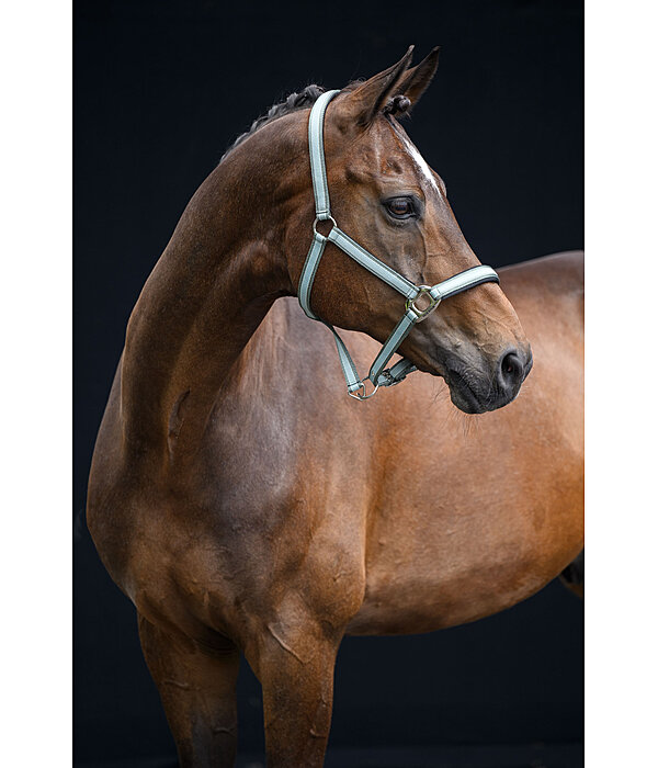 Halfter Essential II