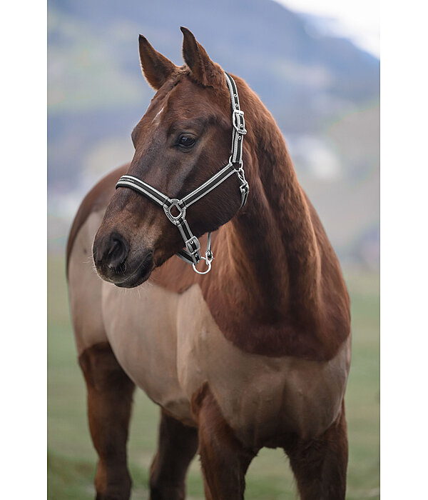 Halfter Essential II