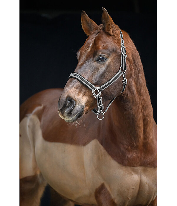 Halfter Essential II