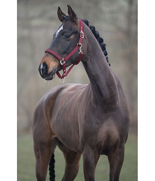 Halfter Twinkle