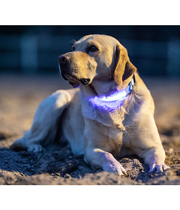 LED-Hundehalsband Loom