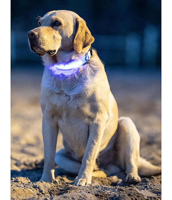 LED-Hundehalsband Loom