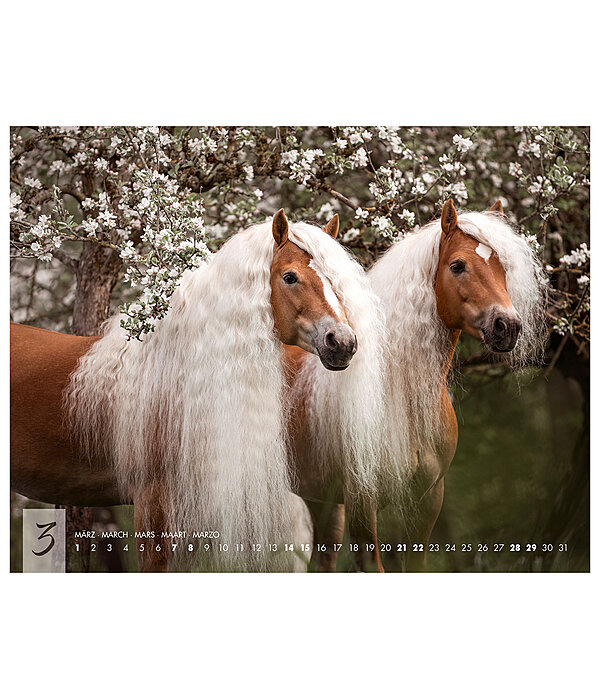 Haflinger Kalender 2026