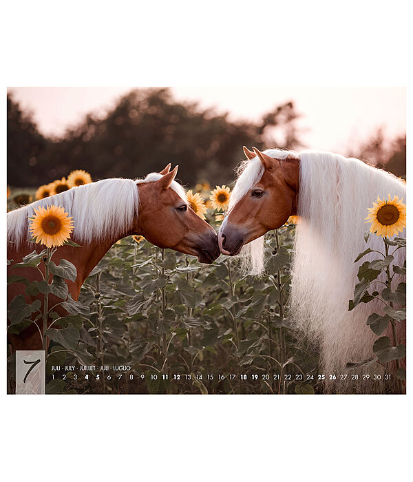 Haflinger Kalender 2026