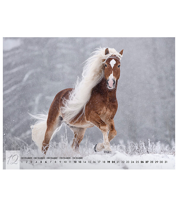 Haflinger Kalender 2026