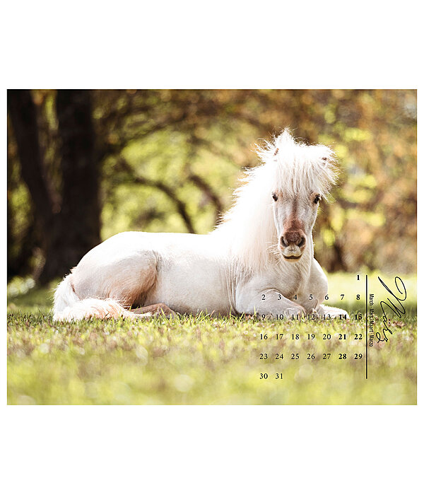 Pony Kalender 2026