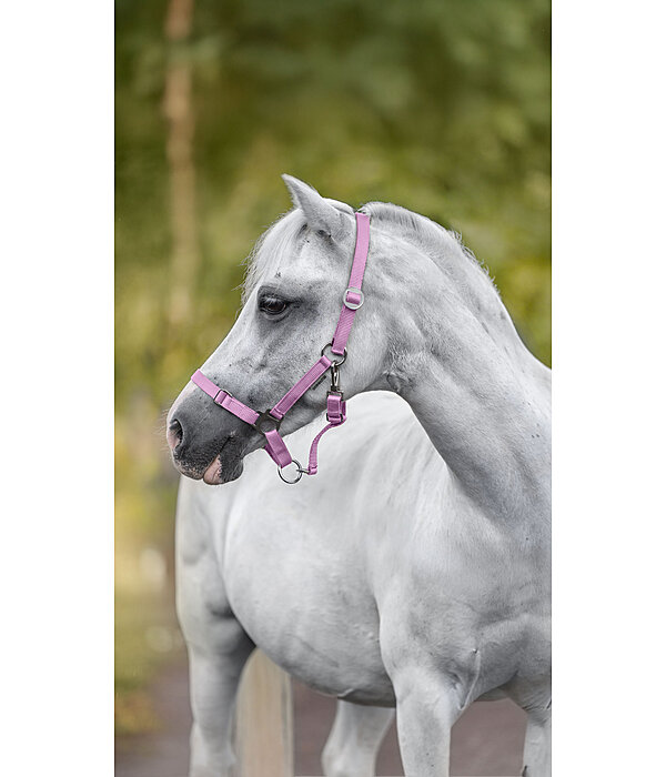 Fohlen- und Shettyhalfter Grow with You