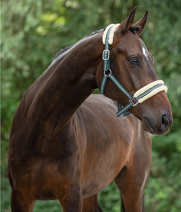 Halfter Shimmering Stripes