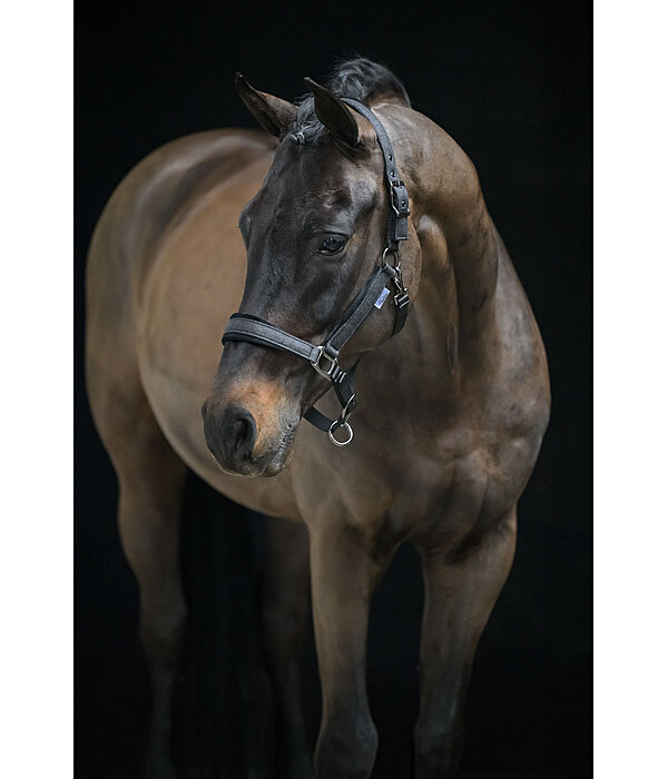 Halfter Velvet Twinkle