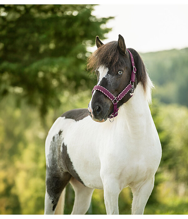Halfter Dagur